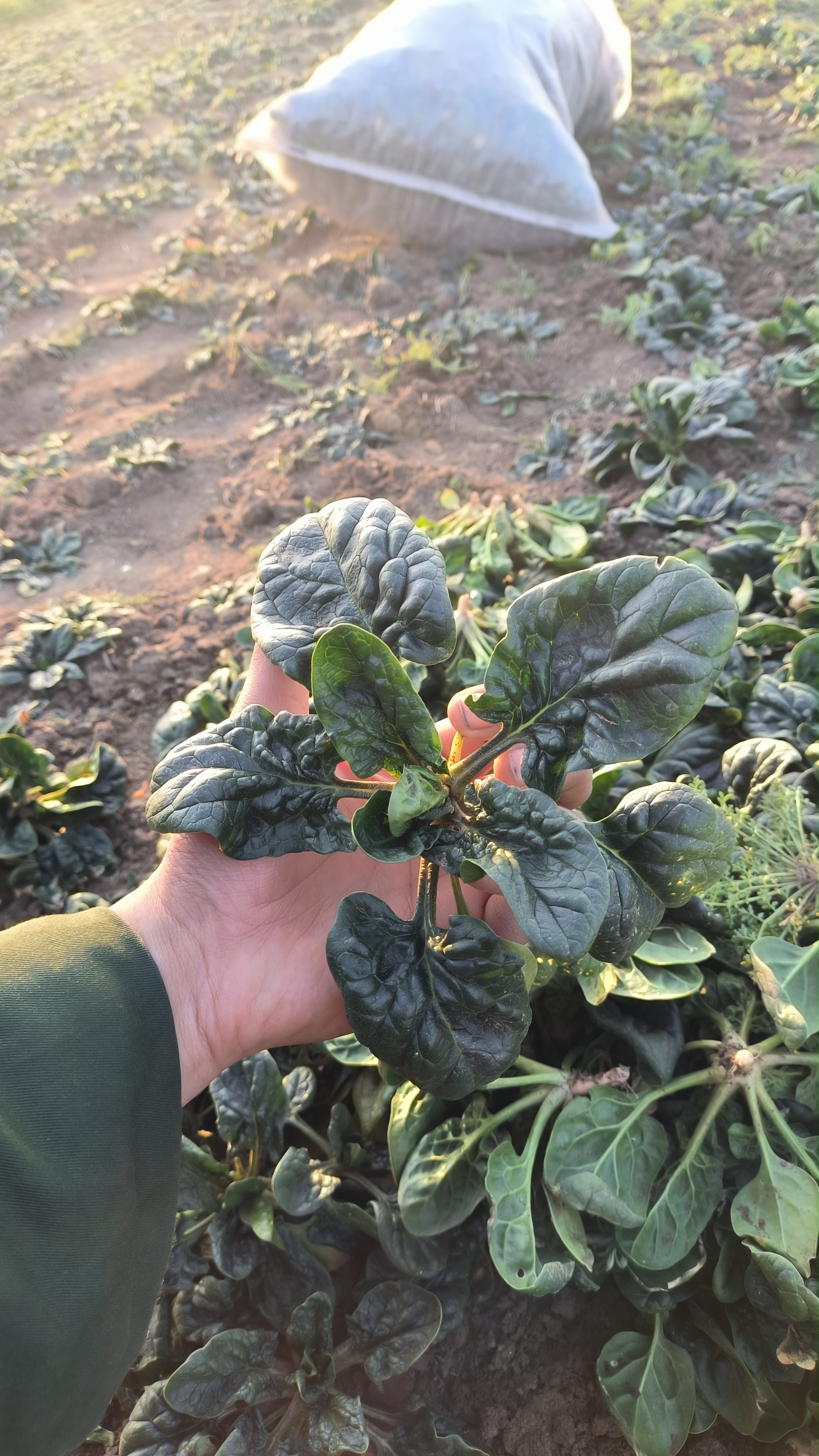 河南农家自重红根趴地菠菜