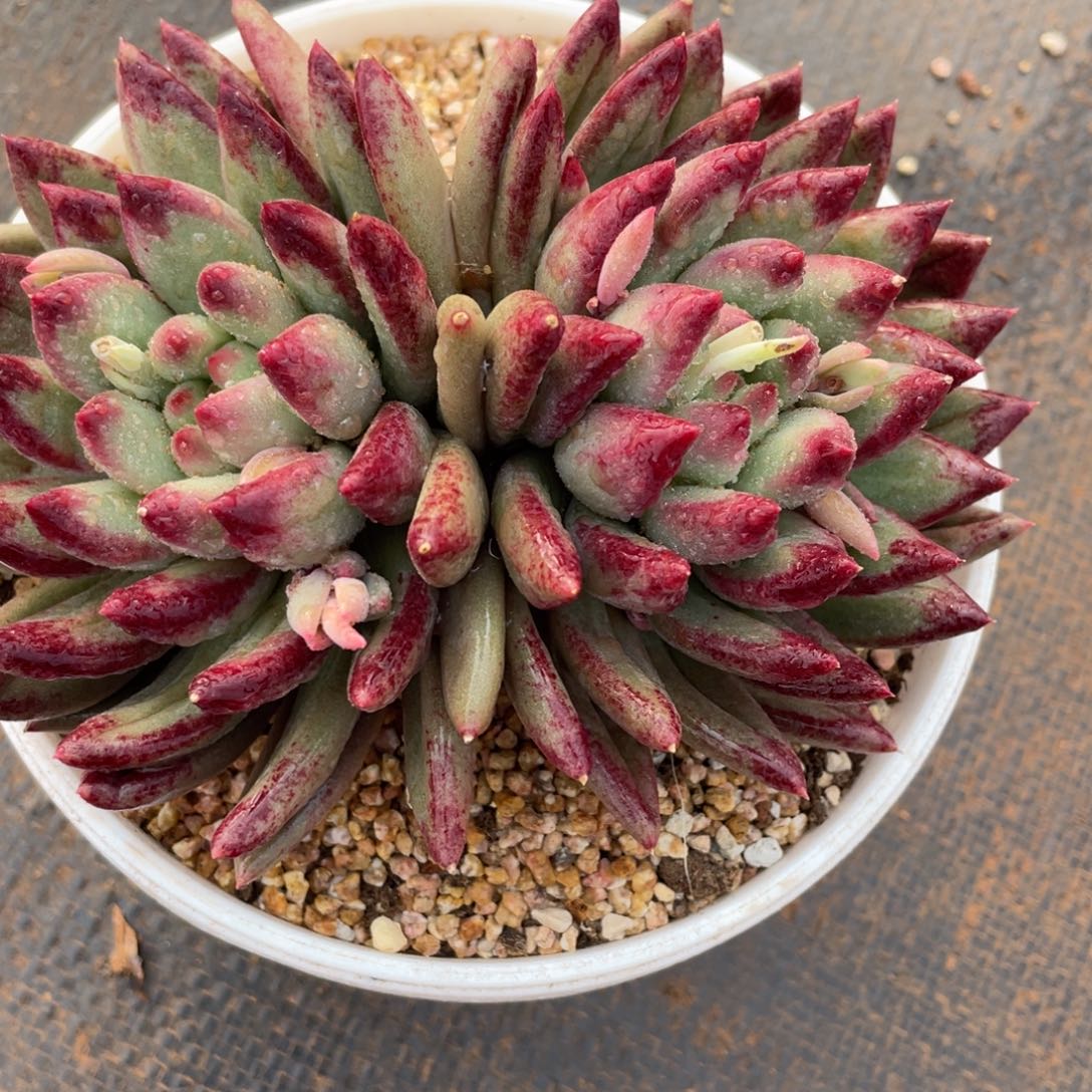 居***?姐姐真的要不就是不