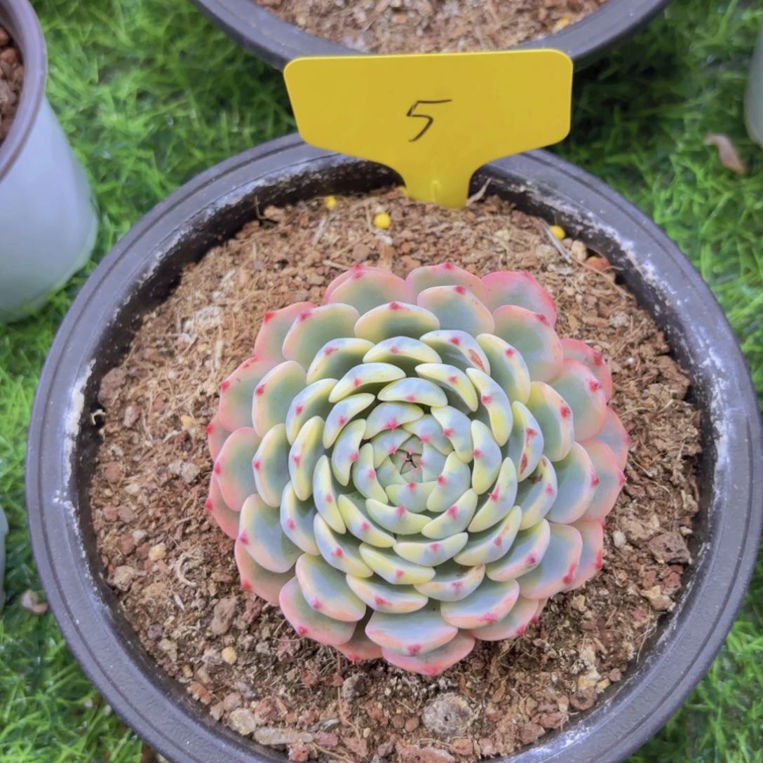 吾****⁷我的小可爱们都好可爱