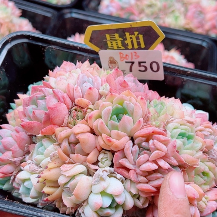 多肉植物多肉植物