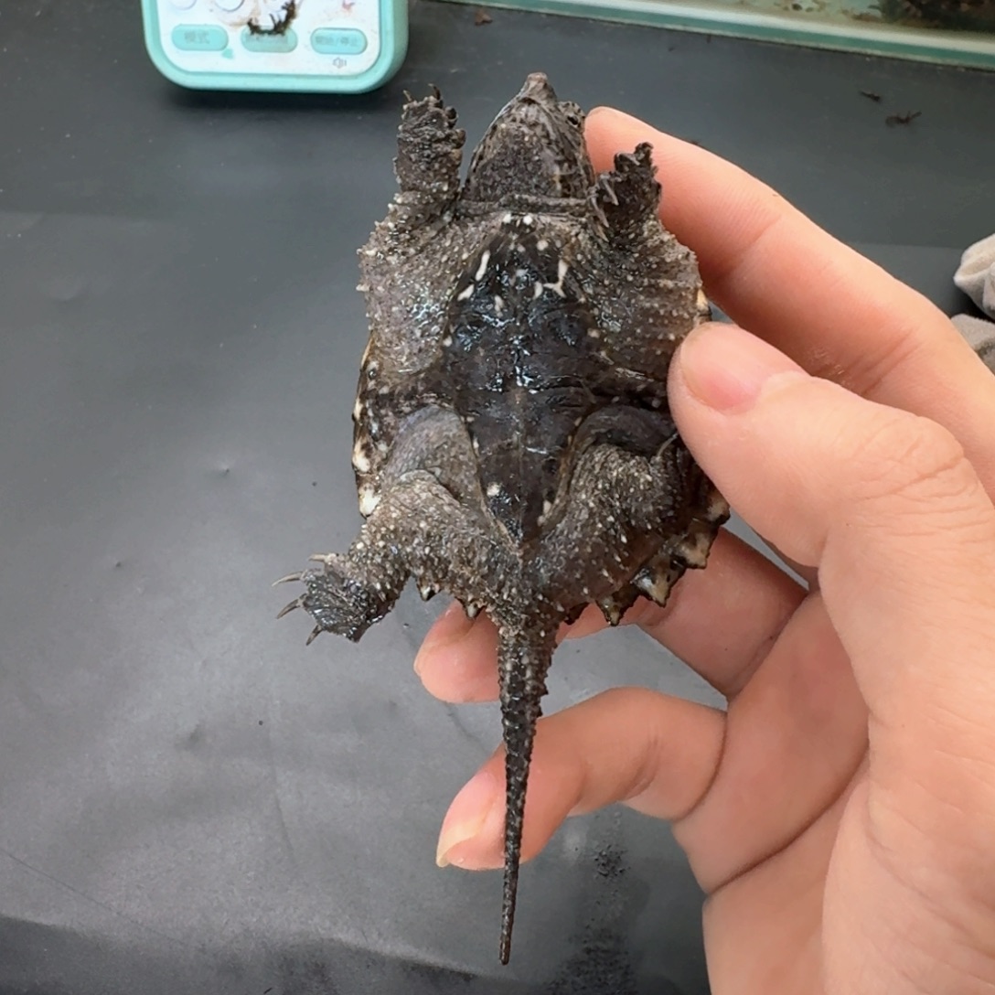 宠物龟不分公母111