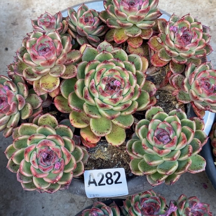 【闪购商品】刀*多肉植物的