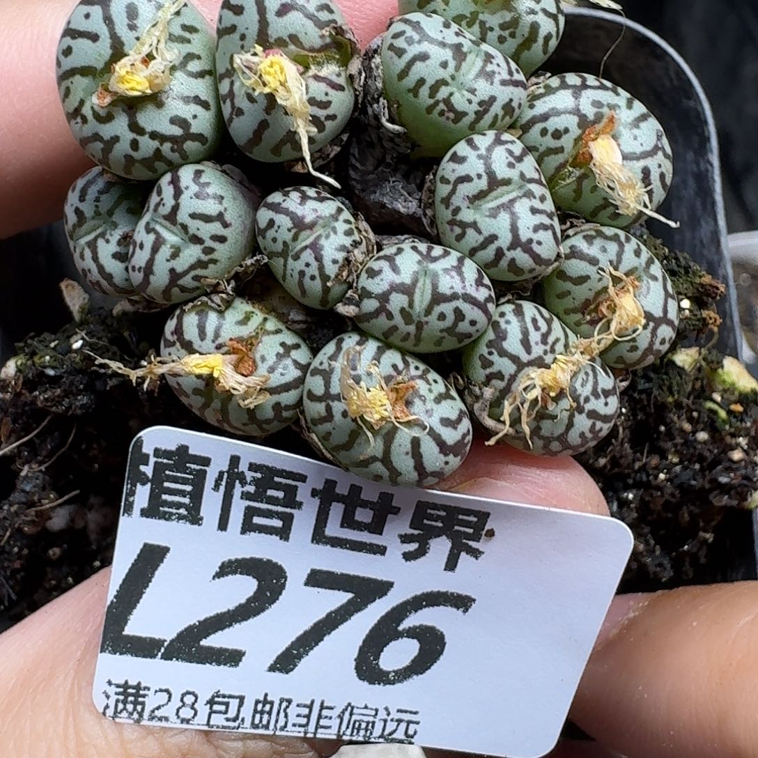 多肉植物的人生egh