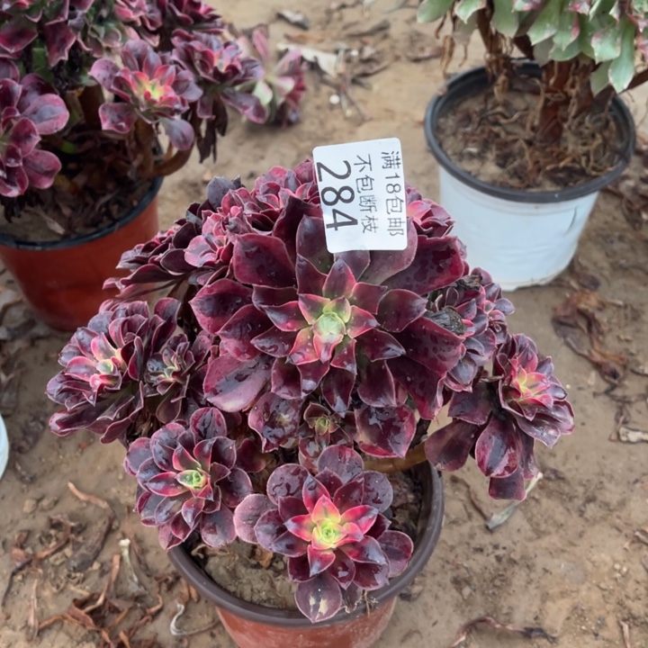 284美杜莎不太圆1号