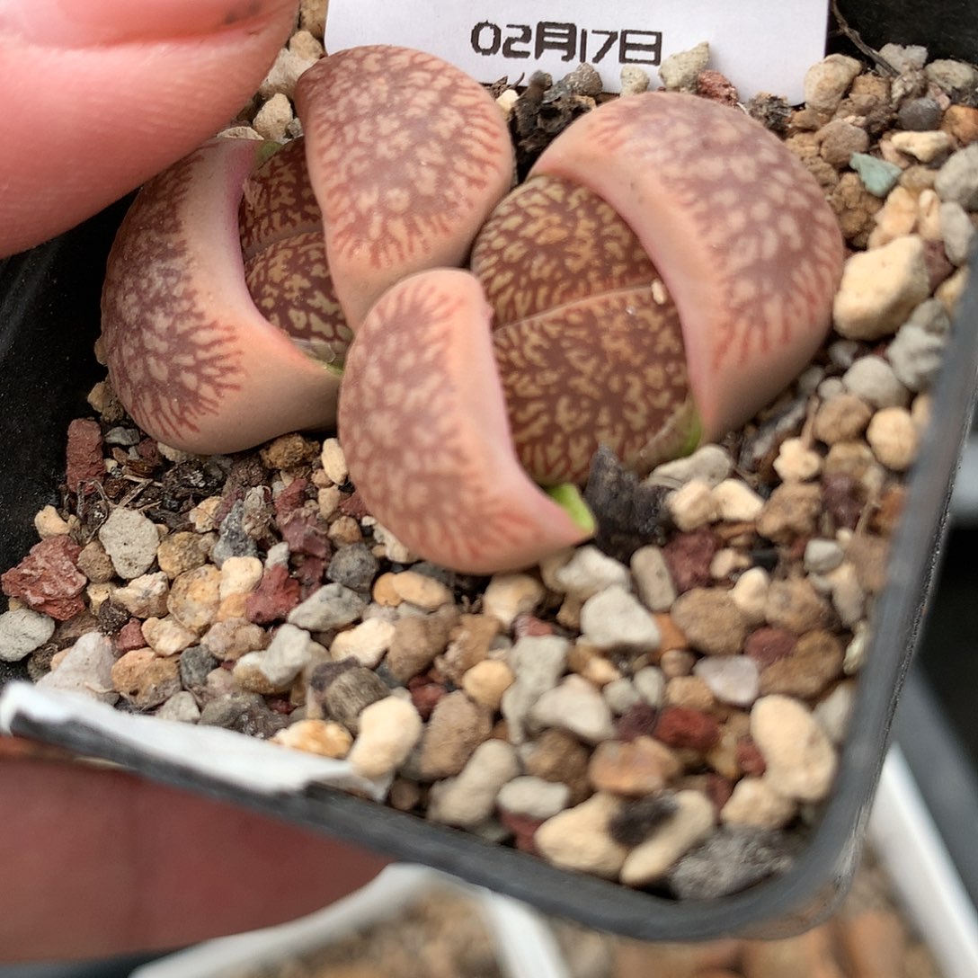 K908多肉植物保护研究所