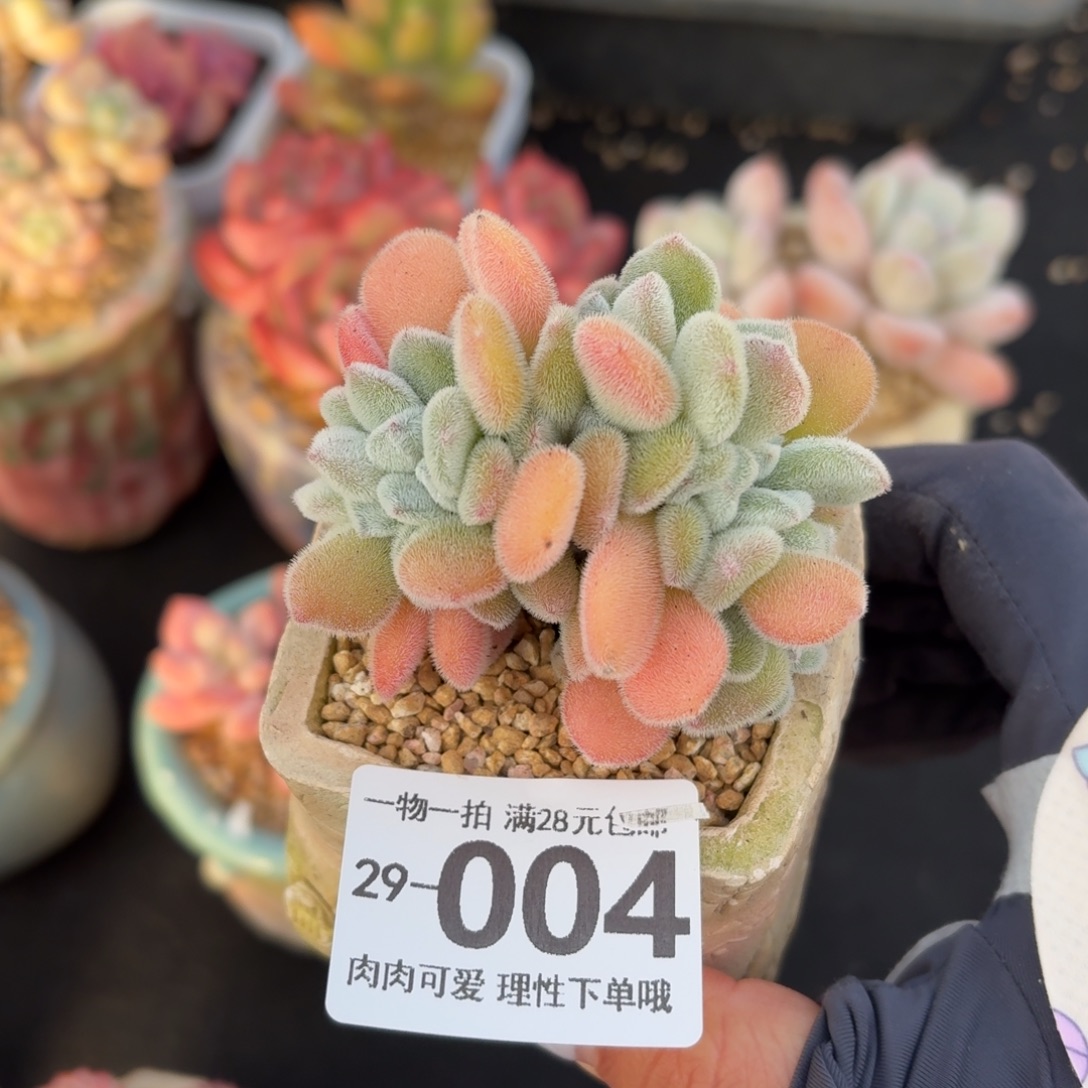 雪晃星缀化无盆土发货