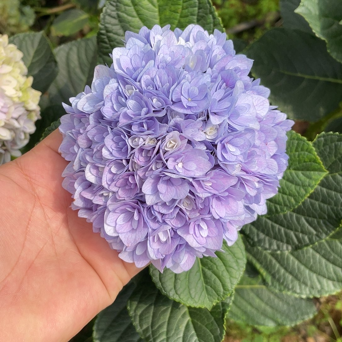 绣球切花一物一拍3枝起包邮，51
