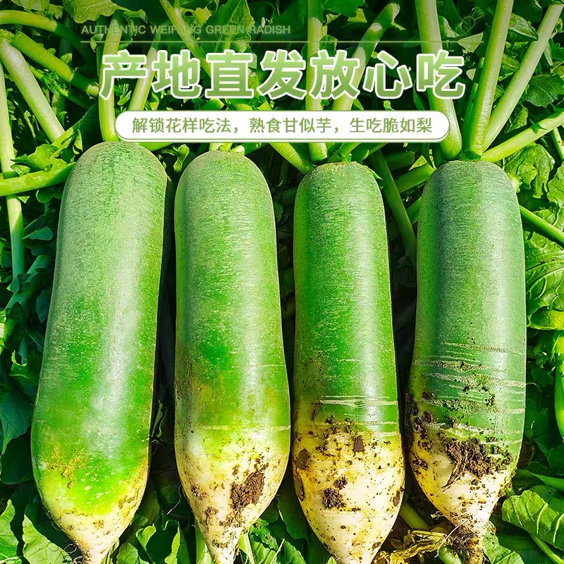 【正宗潍县水果萝卜】酥脆甘甜汁水多青茬萝卜沙窝水果萝卜生吃脆甜多汁原产地新鲜现拔青萝卜包邮