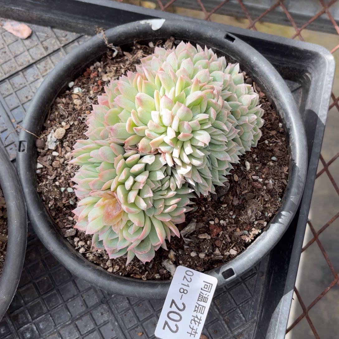 同温层多肉202莎莎缀