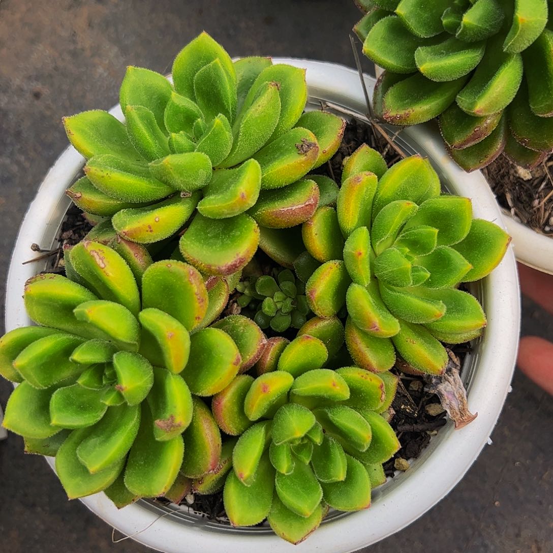 卡罗尔多头群160杯