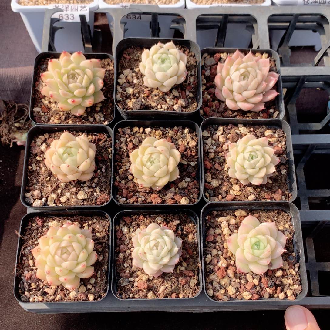 开播福利麦秆女王随机发货