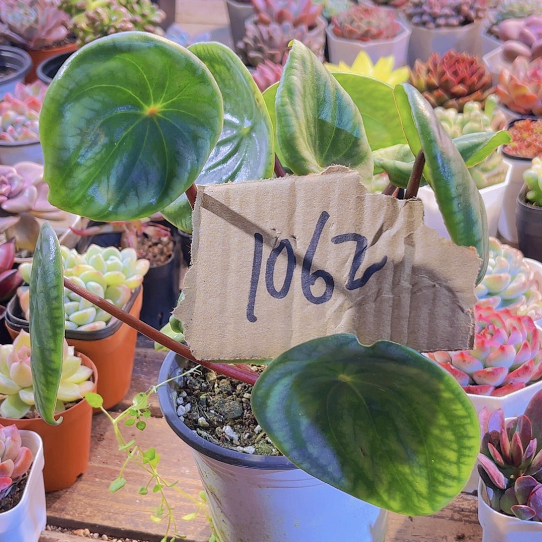 宝***宝一物一拍1062西瓜皮