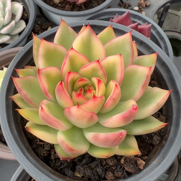 阿诗娜锦一物一拍锦龙