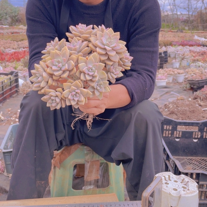 241淡雪缀化一物一拍