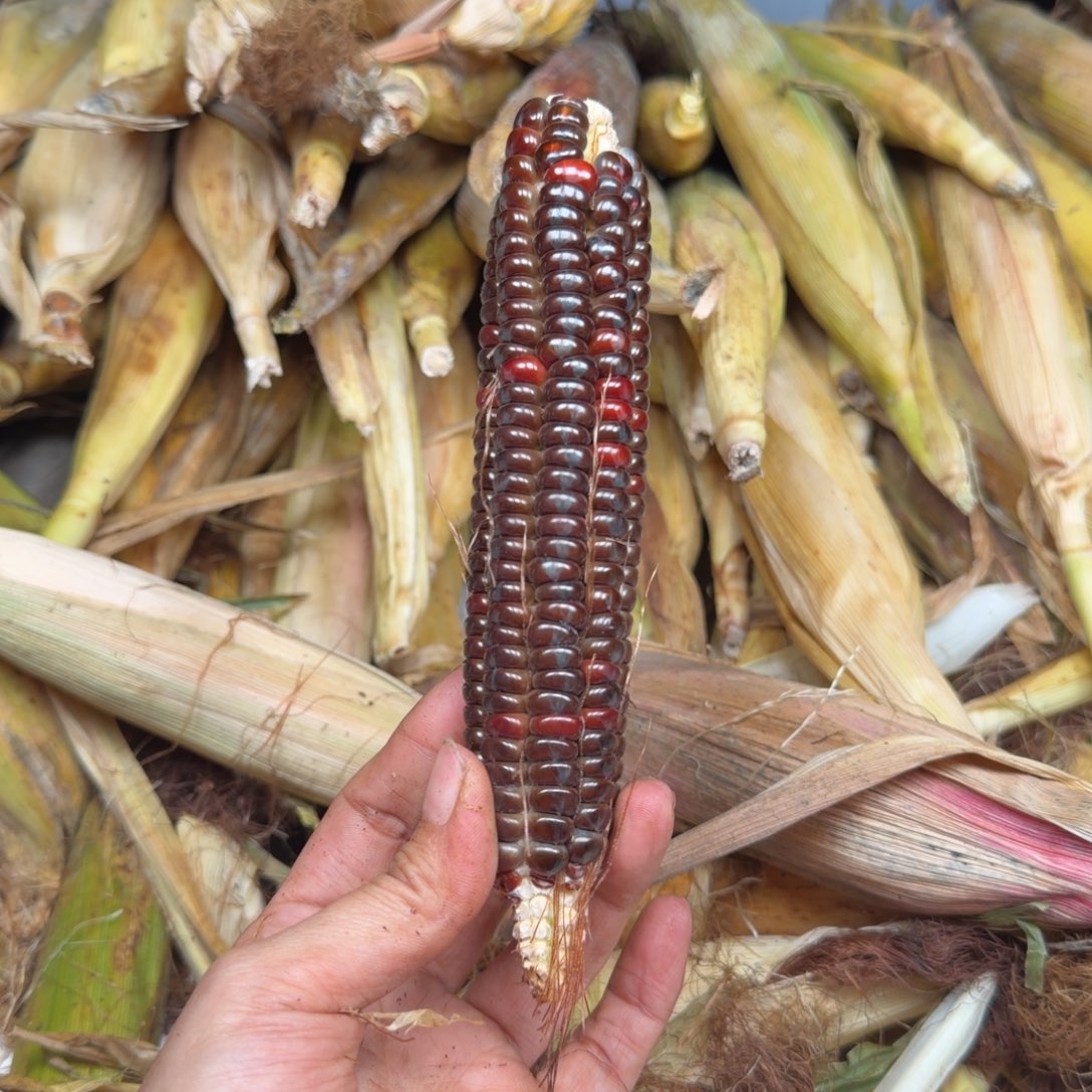 柠***檬柏香籽/百香籽吊坠