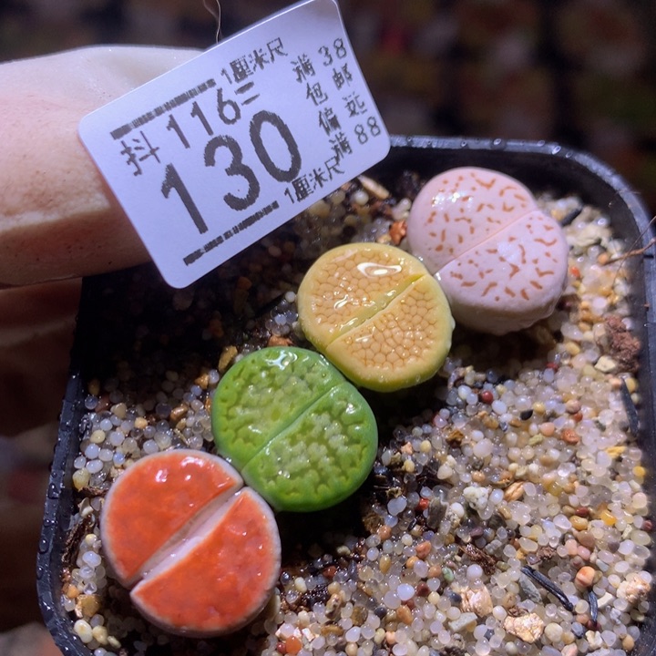 精品生石花116.130