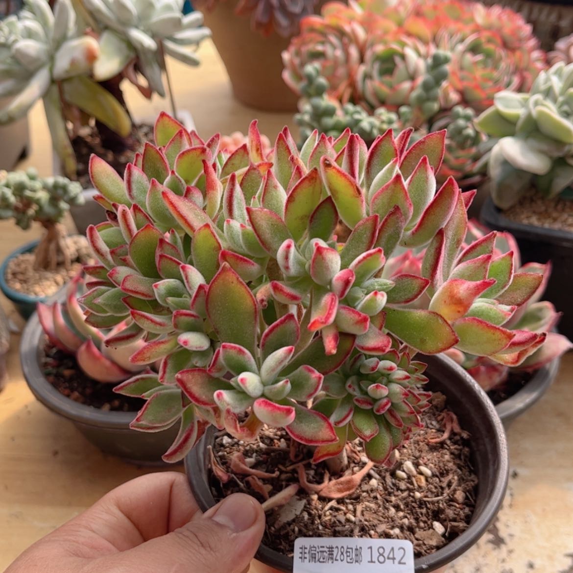 【闪购商品】1842锦晃星缀