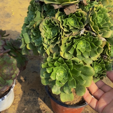 绿玫瑰有老伤多肉7多肉不包断