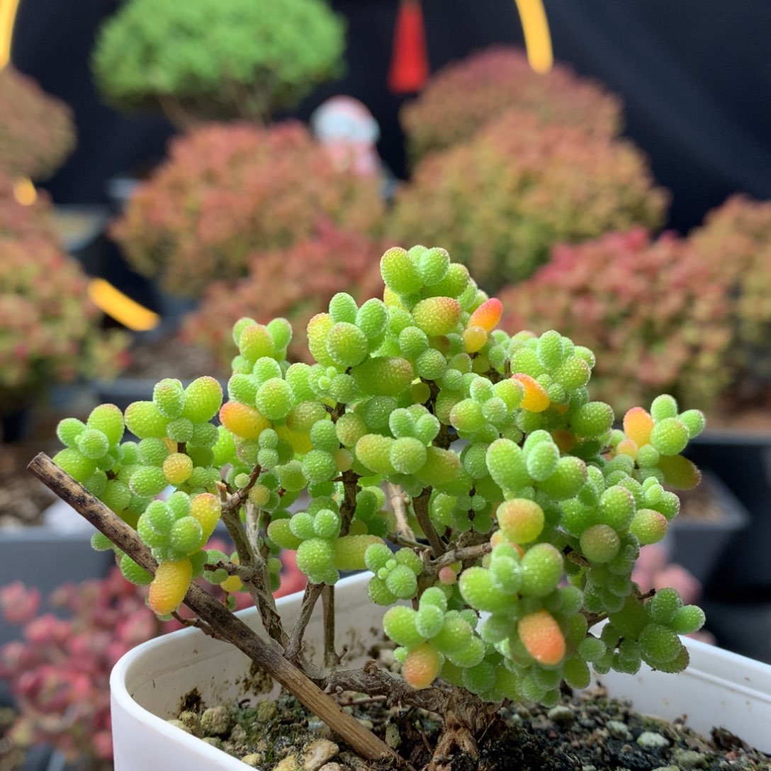 B184金桔枝干番杏