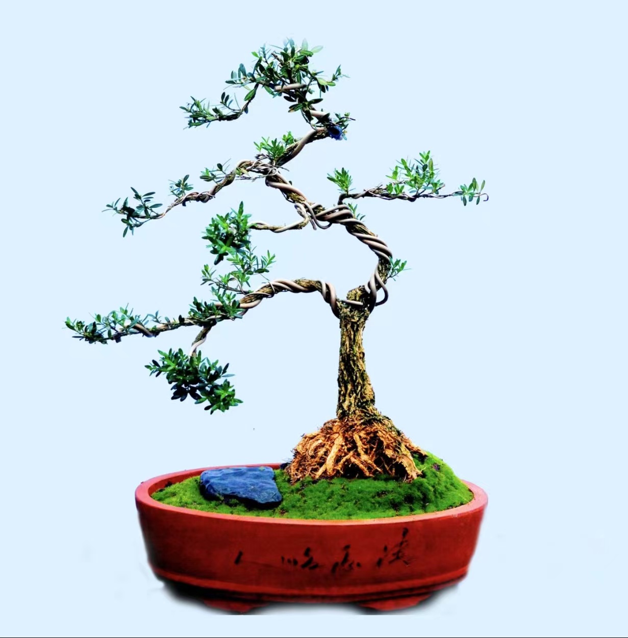 黄杨盆景盆栽绿植盆栽地栽一物一拍（偏远地区不包邮）