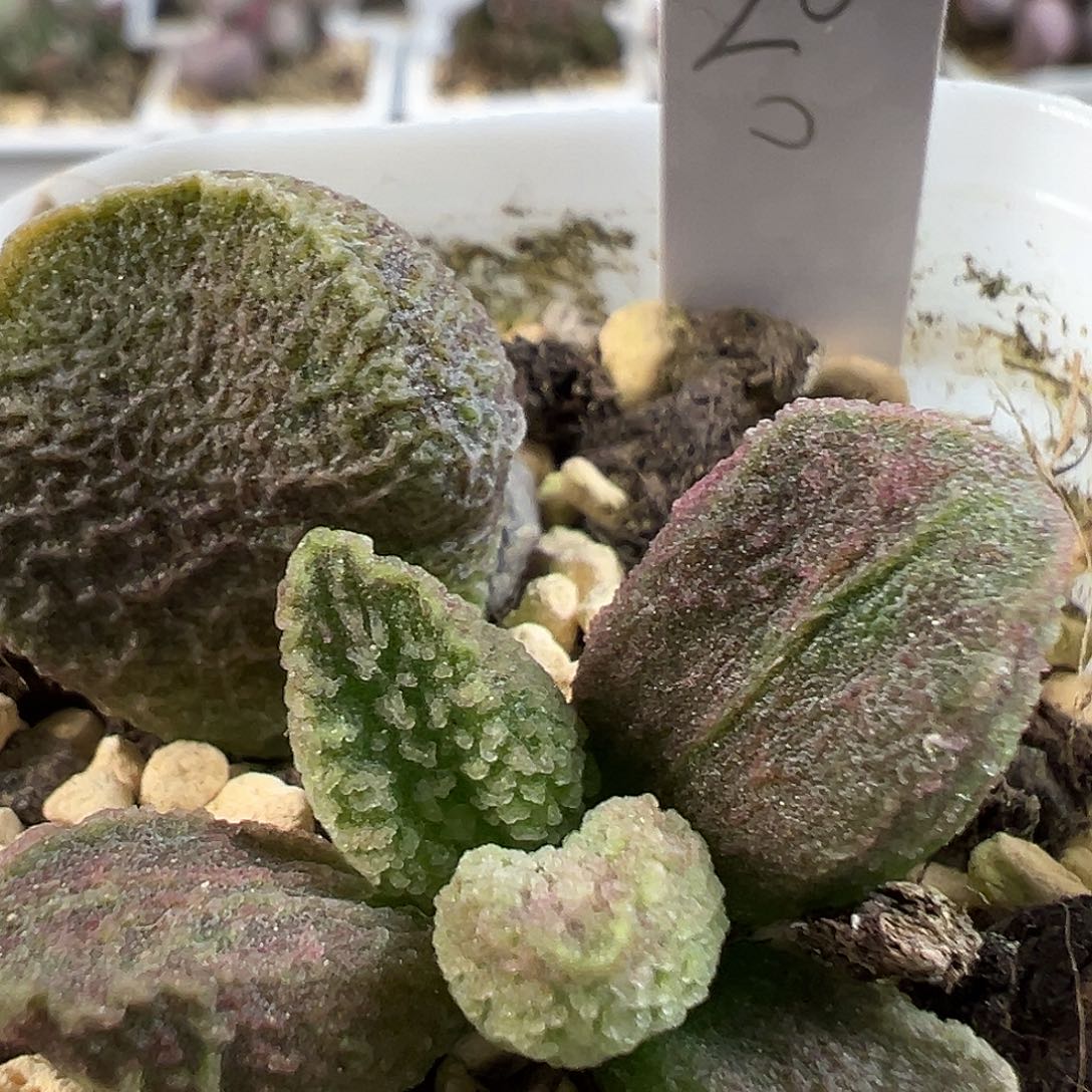 茶 脑纹冰晶倒刺款实生