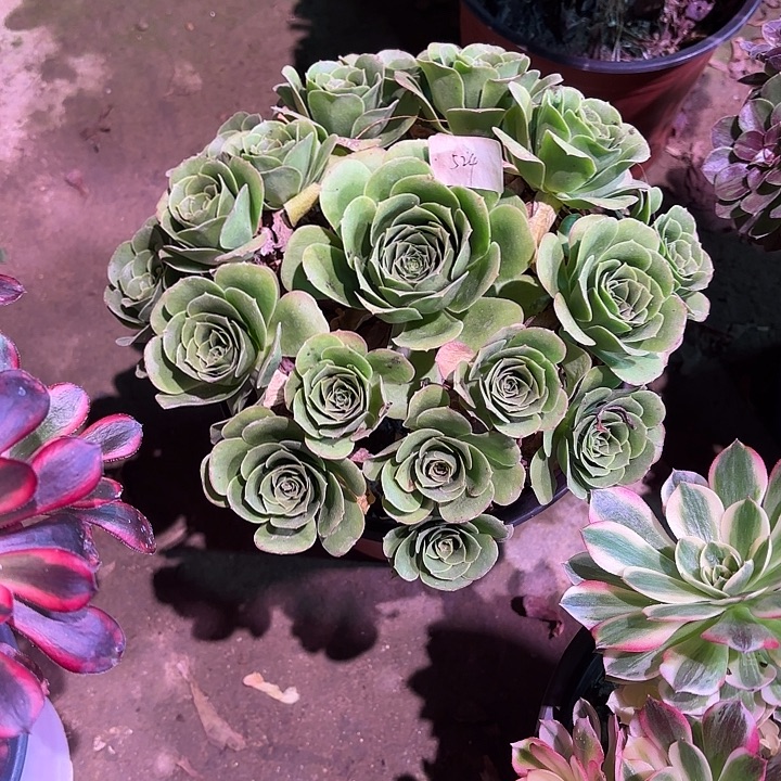 多肉植物魅金玫瑰绿体00524