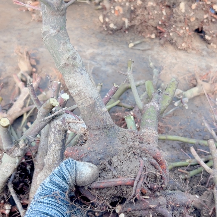 猫***乐无花朵枫树……枫树