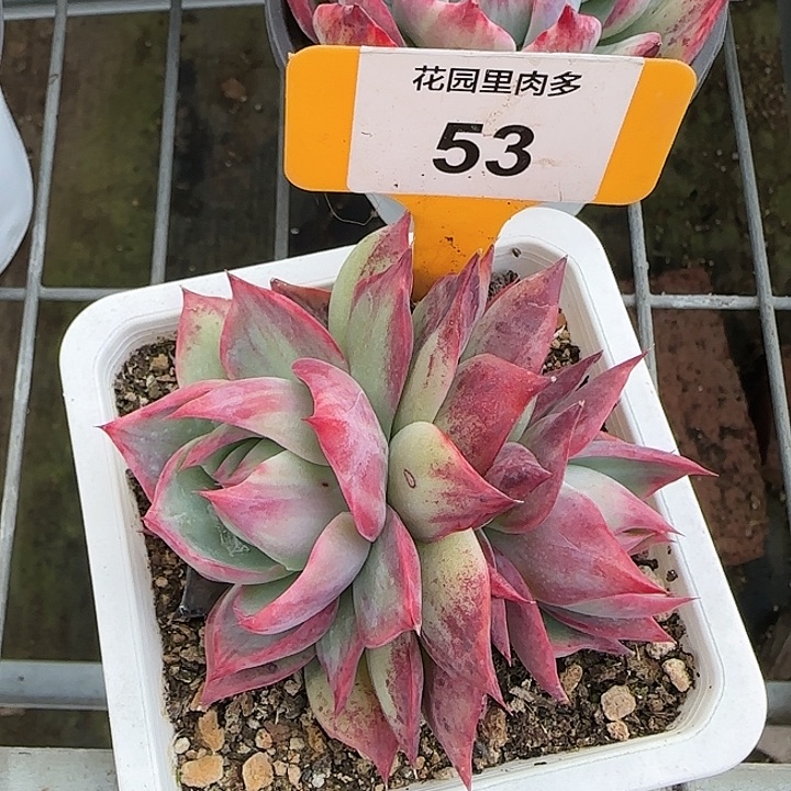 53 惊鸿仙子多肉植物6-9cm