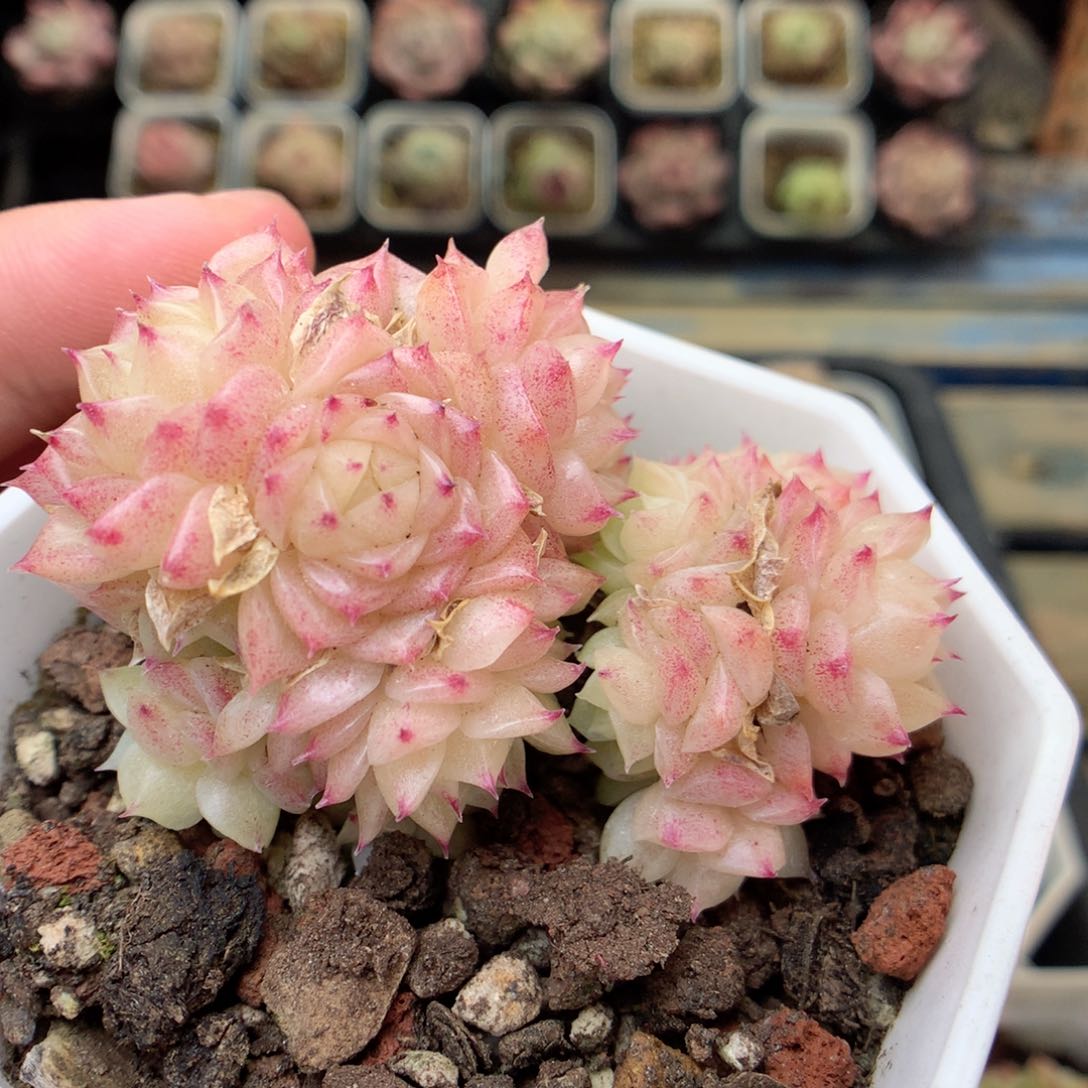 X154两群，20包邮两天凑单偏远不发货