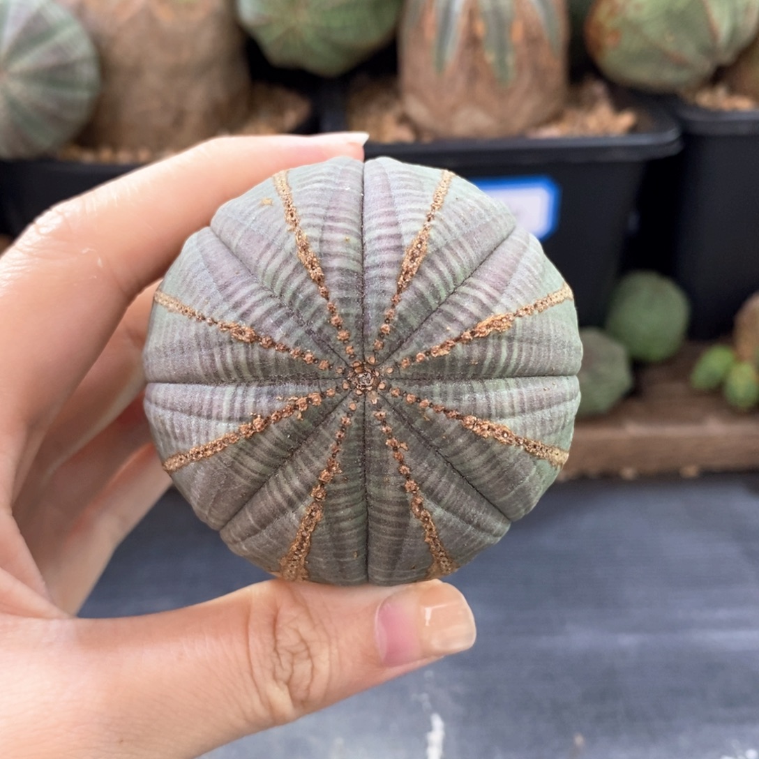 1布纹球精品一物一拍