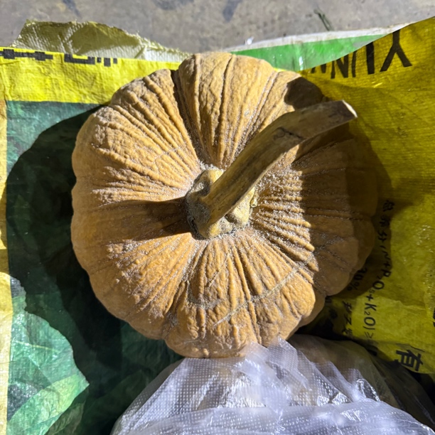 边城精选—-南瓜-