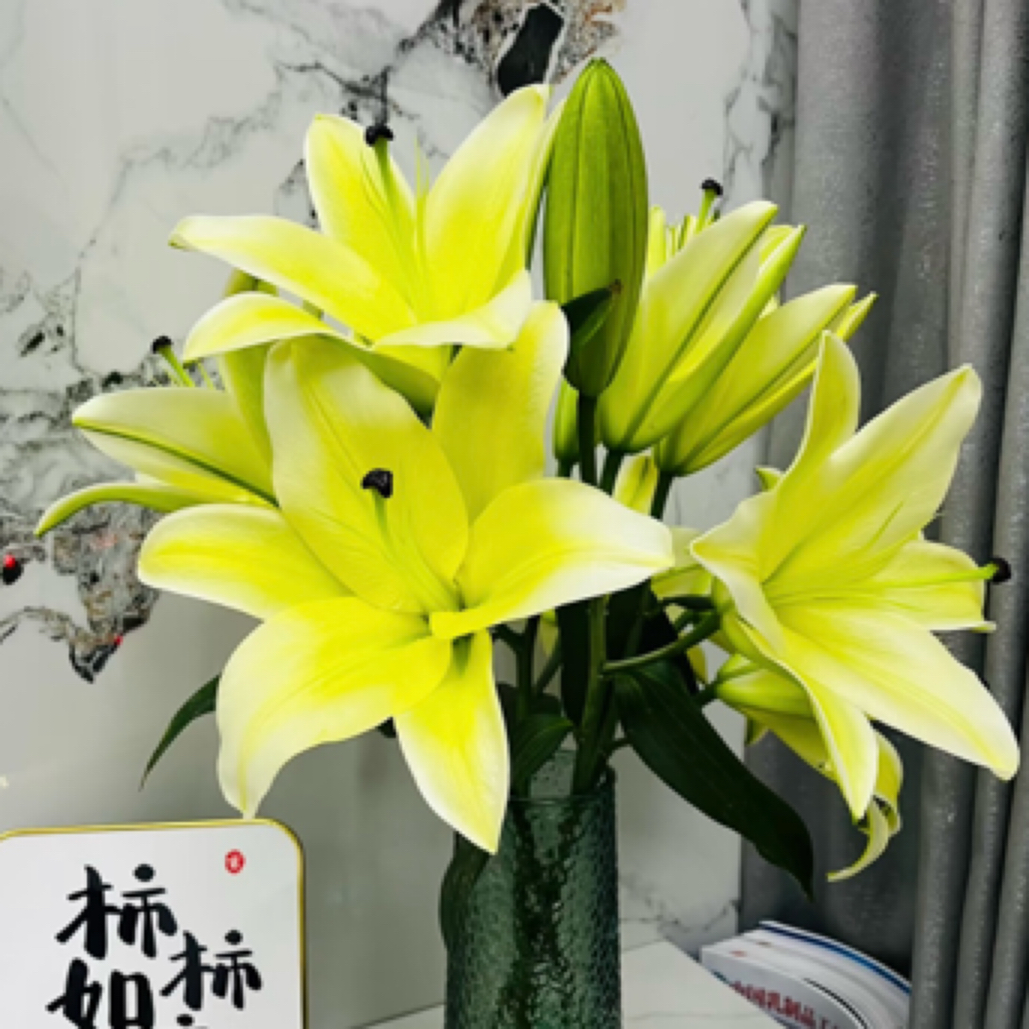 黄天霸黄百合一把四枝送一支防损