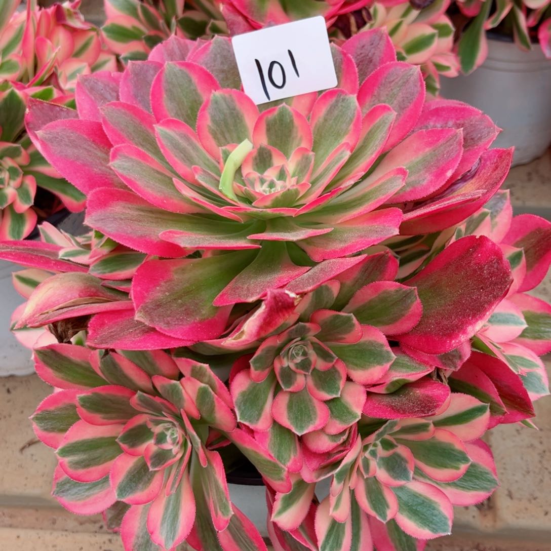 一物一拍多肉法师101