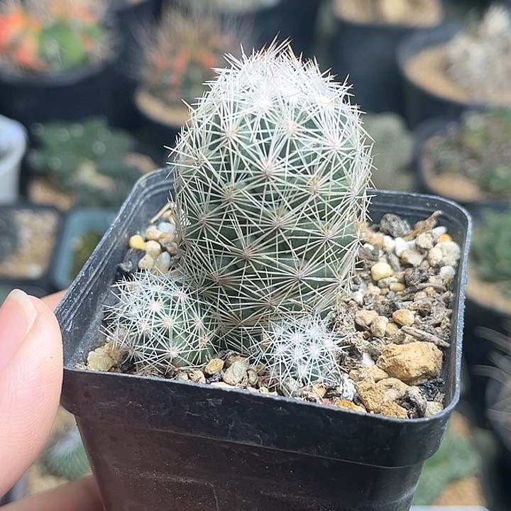 孤僻丸实生球群一颗