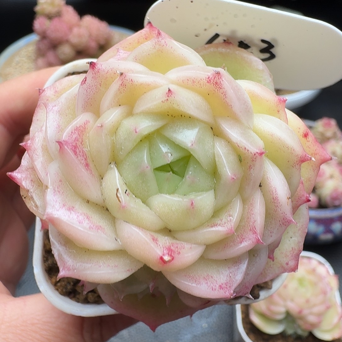 一物一拍一物一拍1213-1003