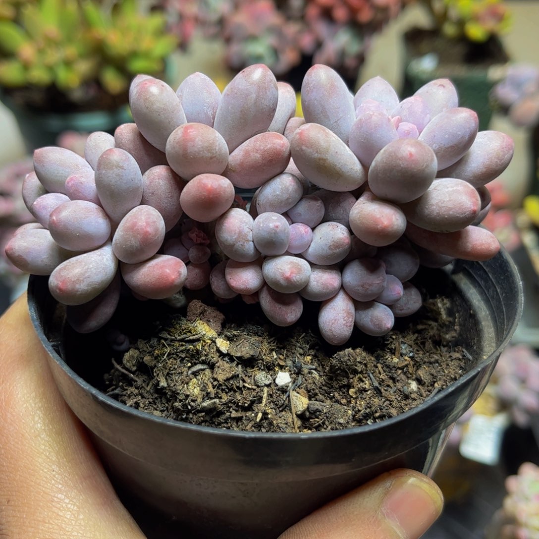 257-10厘米多肉植物