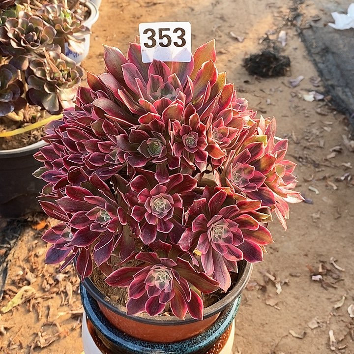 法师植物一物一拍