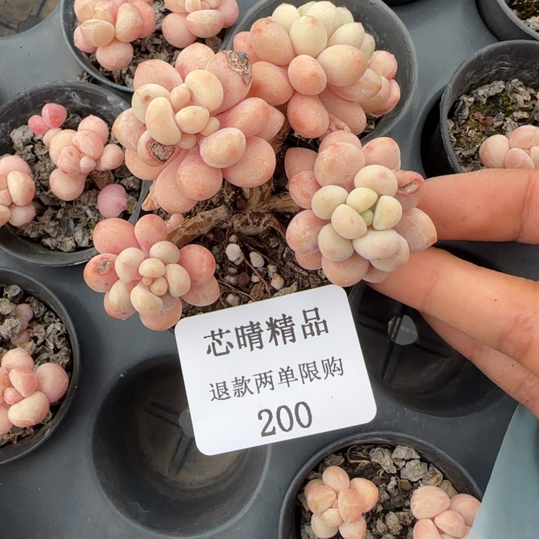 闪购精品多肉200号