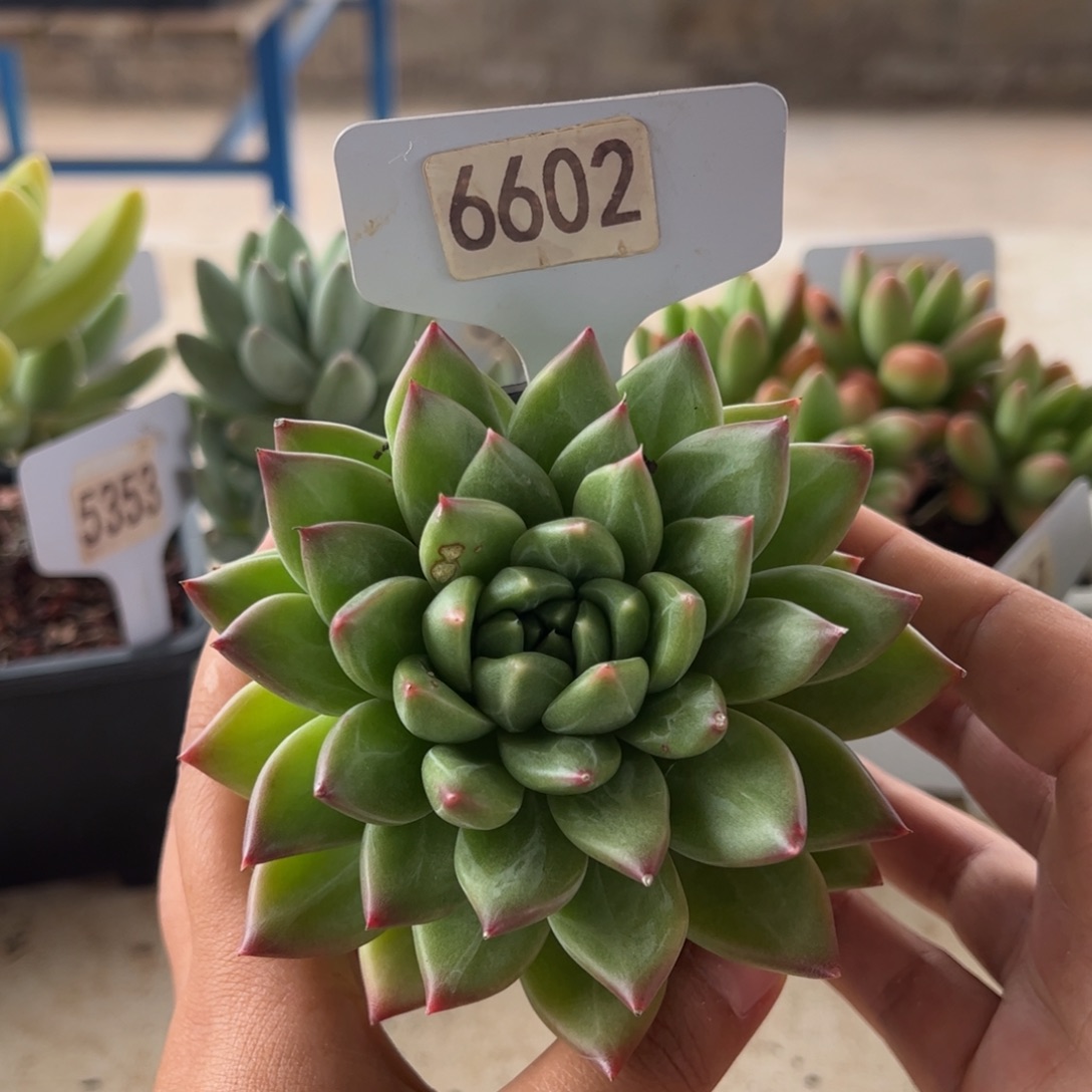 【闪购商品】星钻。6602。111111111