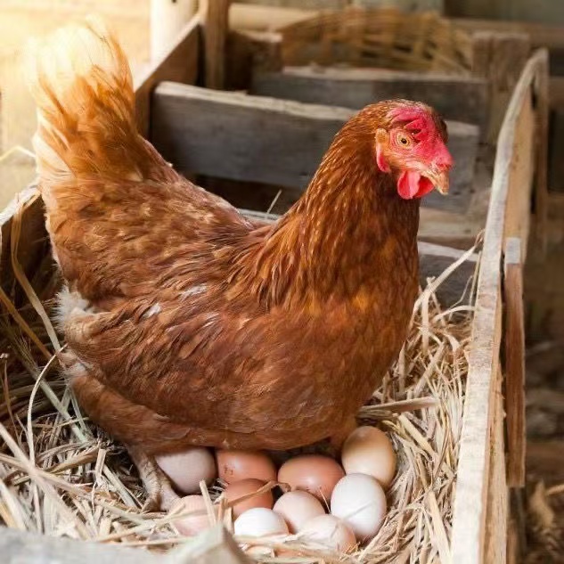 海兰褐散养母鸡生鲜肉嫩整只鸡发货