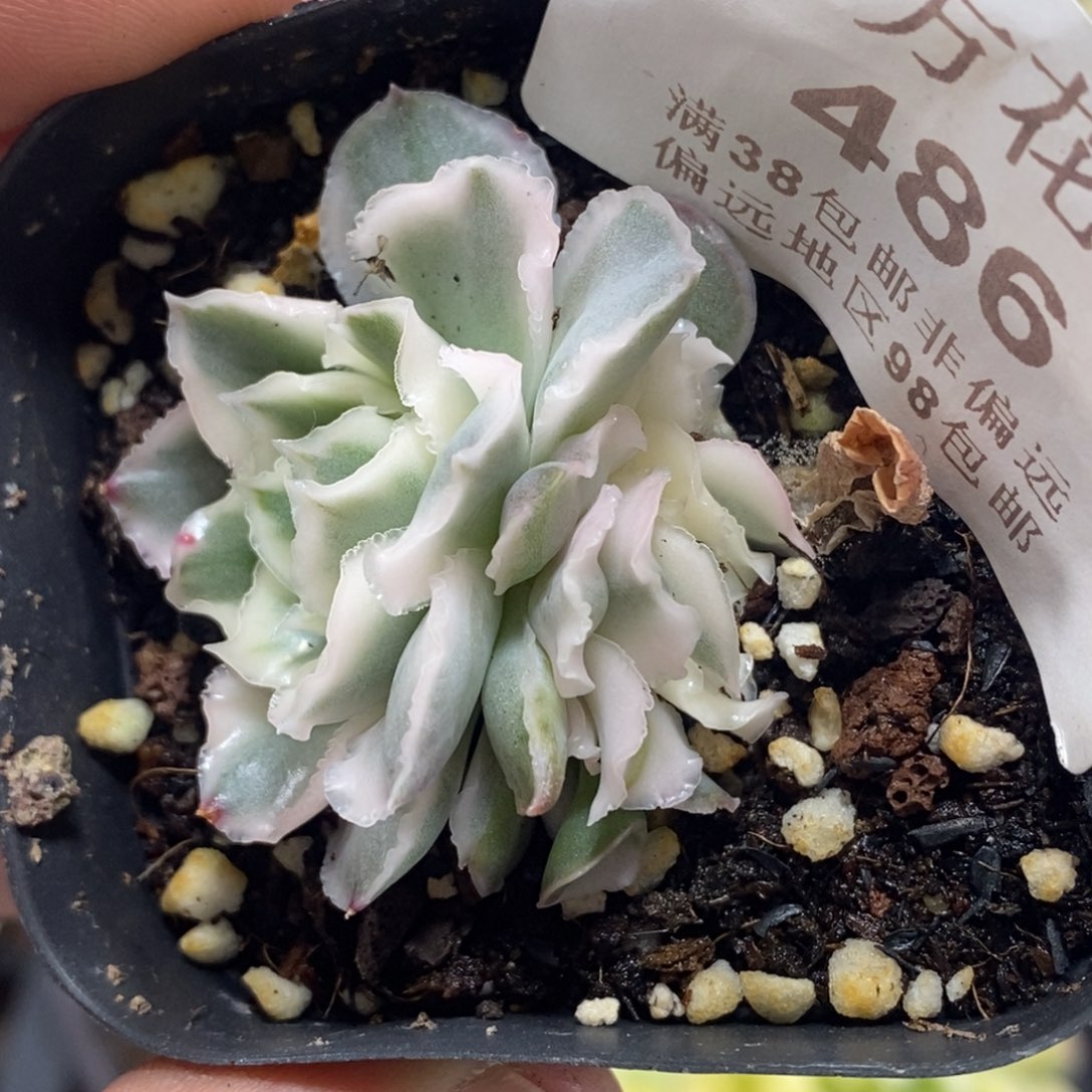 486紫蝴蝶锦双头带根