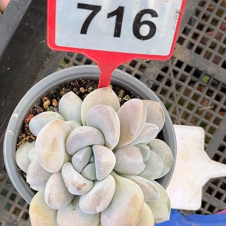 多肉植物白体x系716