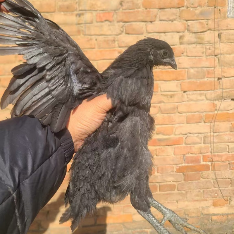 五黑鸡肉质鲜嫩美味