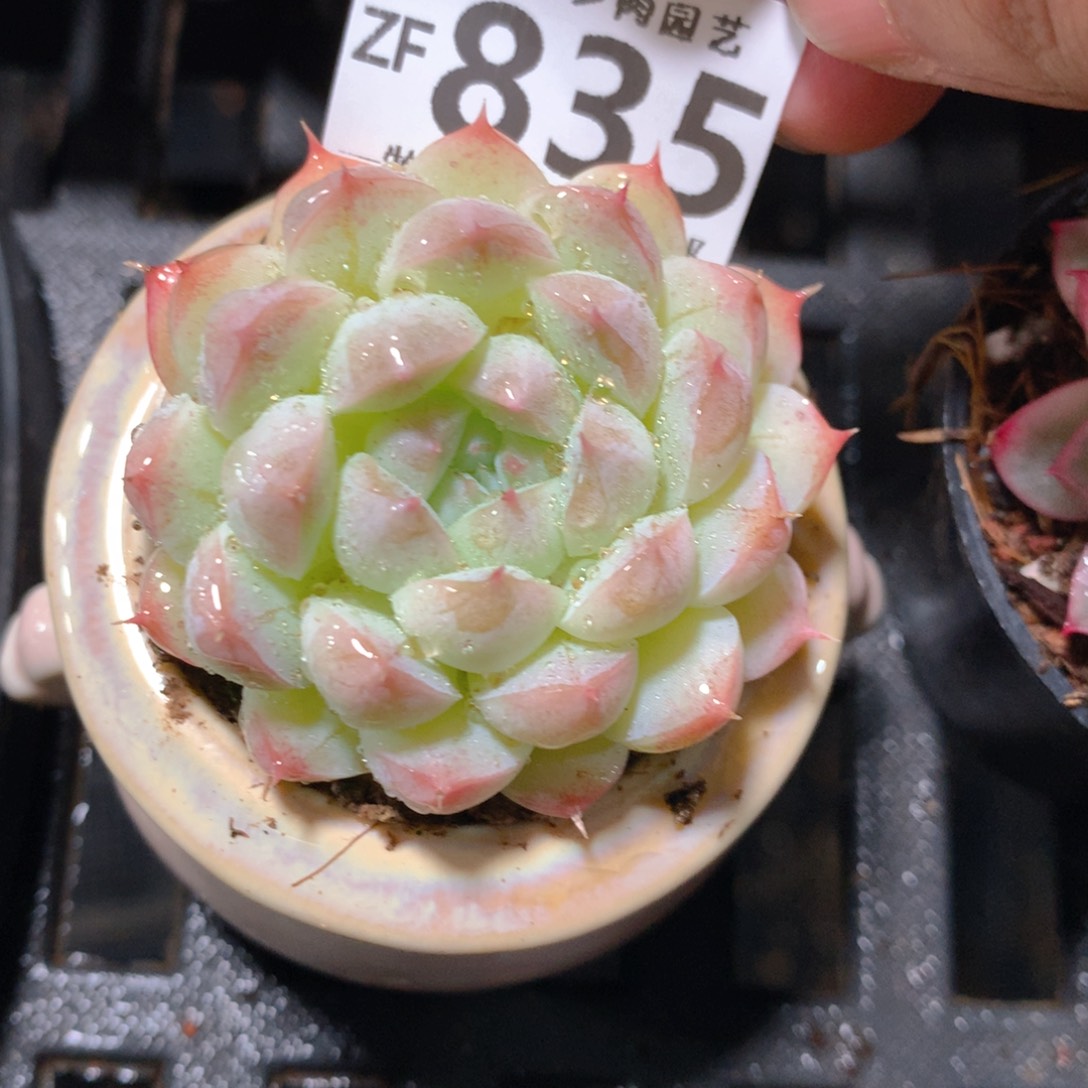 5CM拇指盆精控多肉ZF835