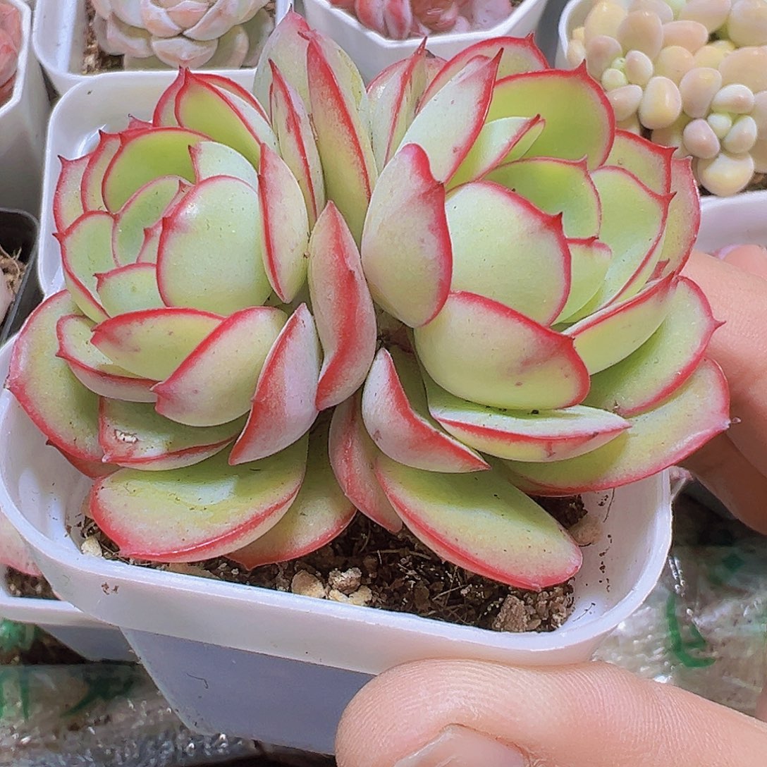 双头牡丹亭19包邮多肉