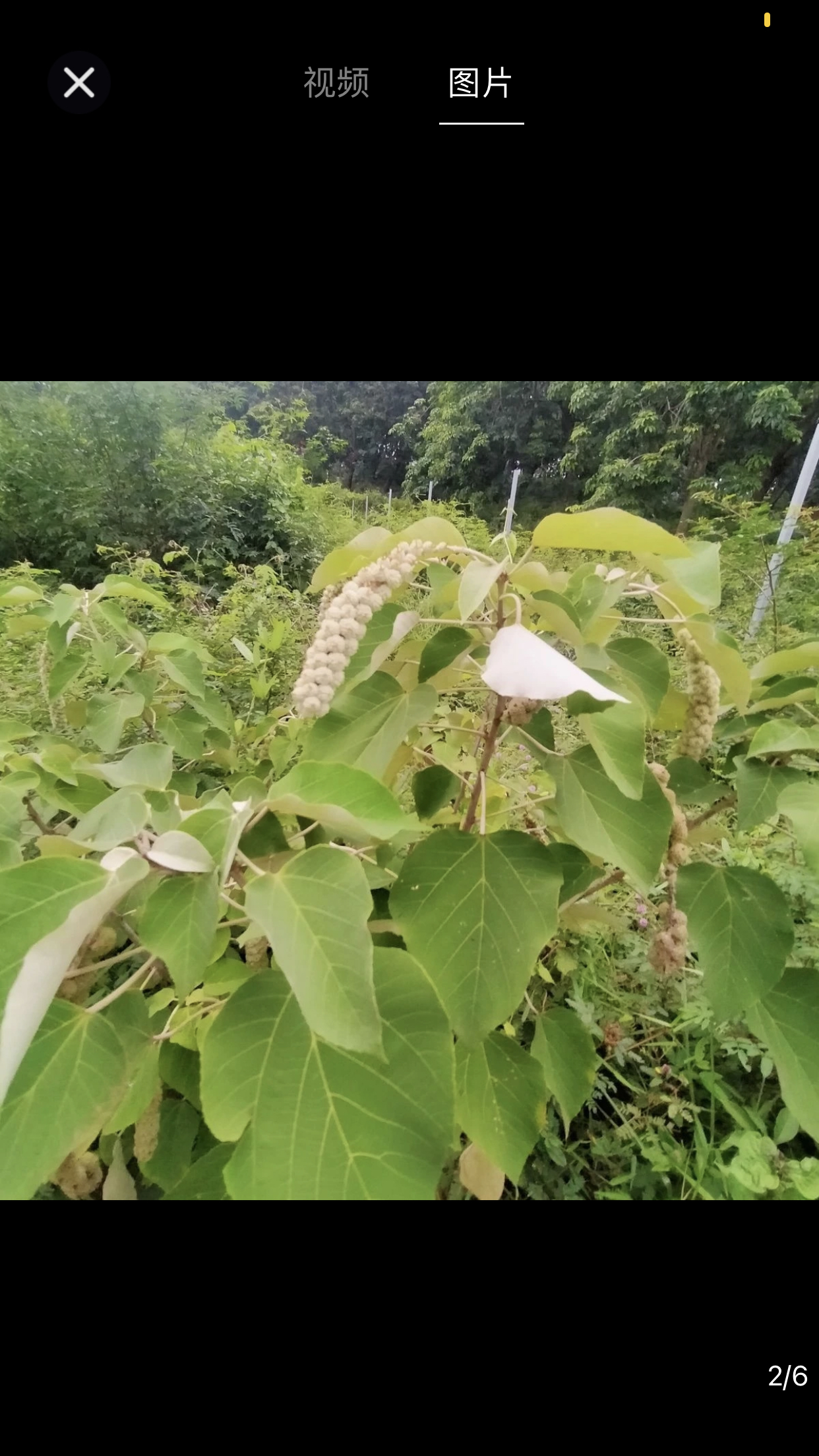 农户深山自挖白背根煮水煲汤