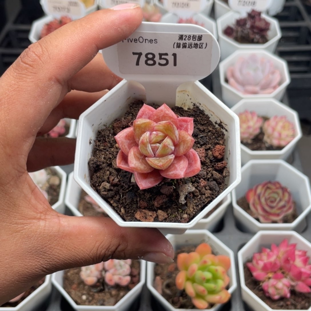 7851德国香槟4.0厘米