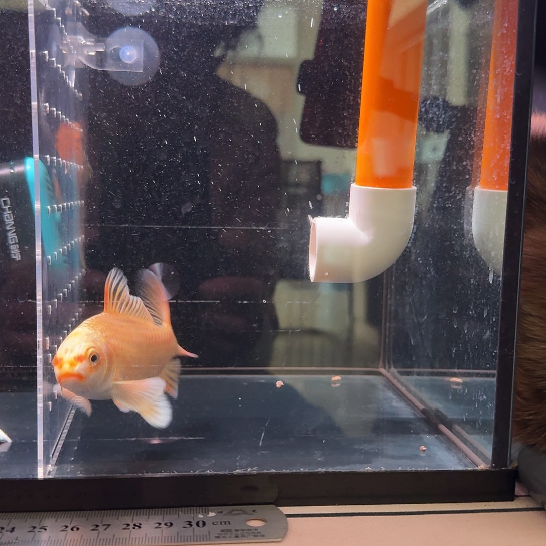 红***驴蝴蝶鲤鱼到货录完整开箱视频