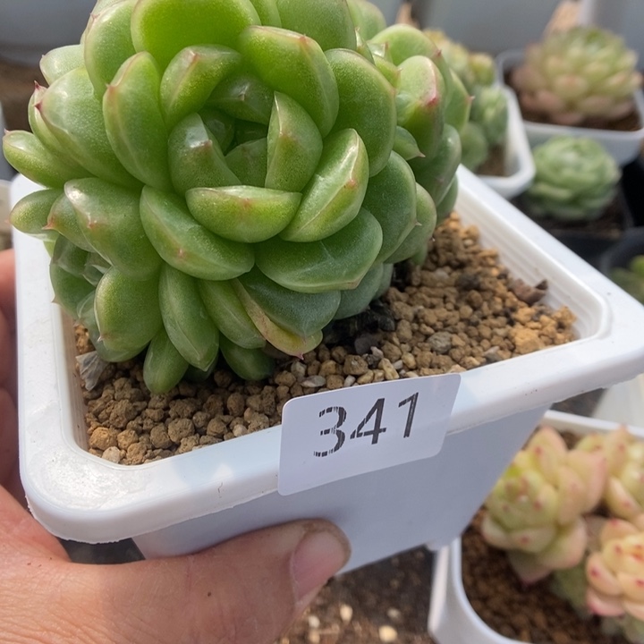 趣***)一物一拍一物一拍1116-341