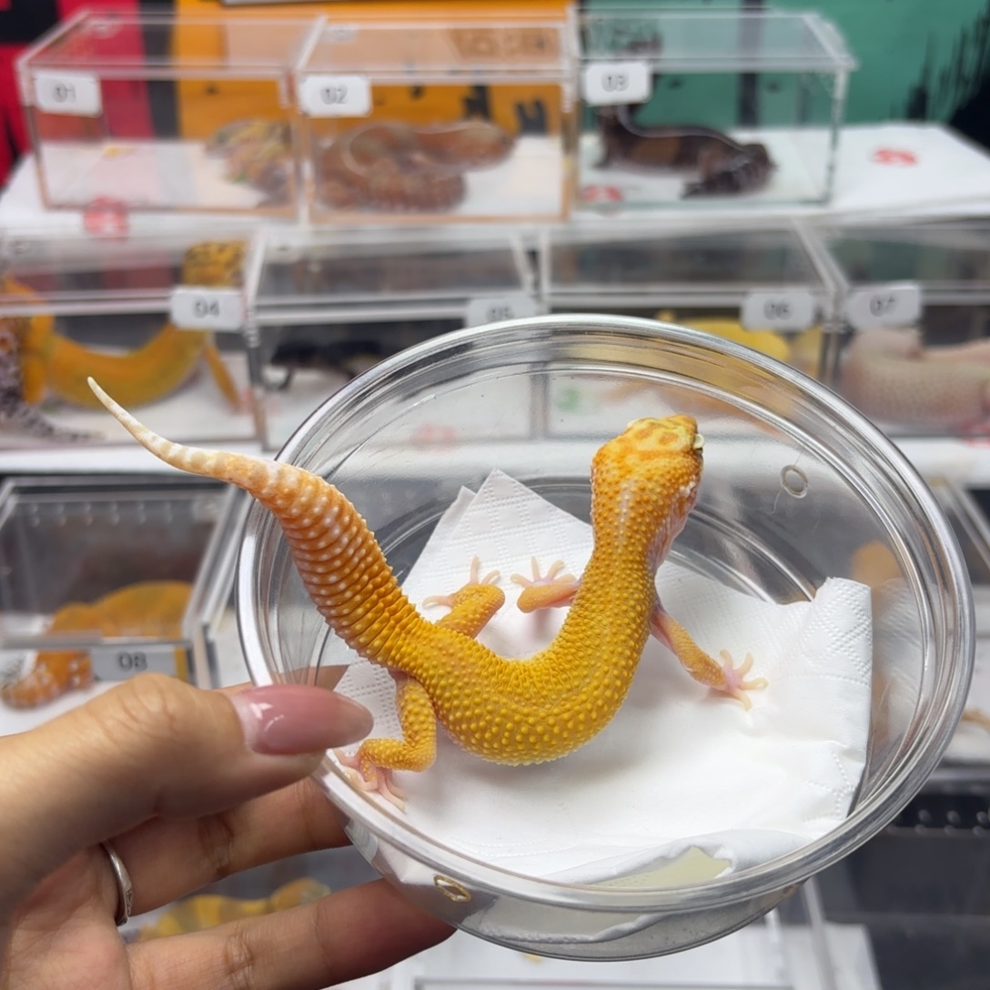 豹纹守宫暴龙无纹  妹妹 N092